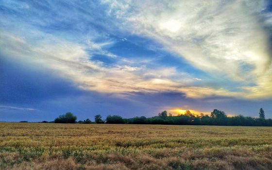 Созревание озимых: удивительные виды бескрайних полей в Одесской области (фоторепортаж) «фото»