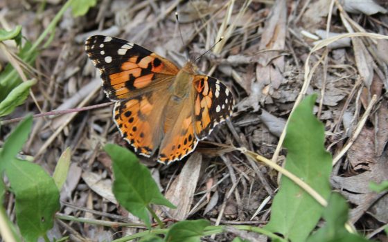 Микромир одесских парков: большая планета маленьких насекомых (фото, видео) «фото»