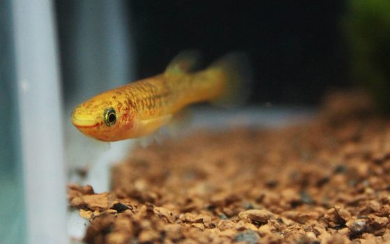 В Одессе открылась экспозиция редких рыб (фоторепортаж) «фото»