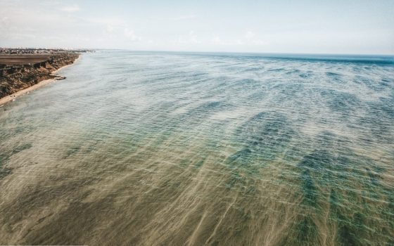 Мертвые дельфины, зеленая вода и жуткий запах: что происходит с одесской акваторией «фото»