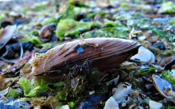 В акватории Черного моря будут выращивать мидии на продажу «фото»