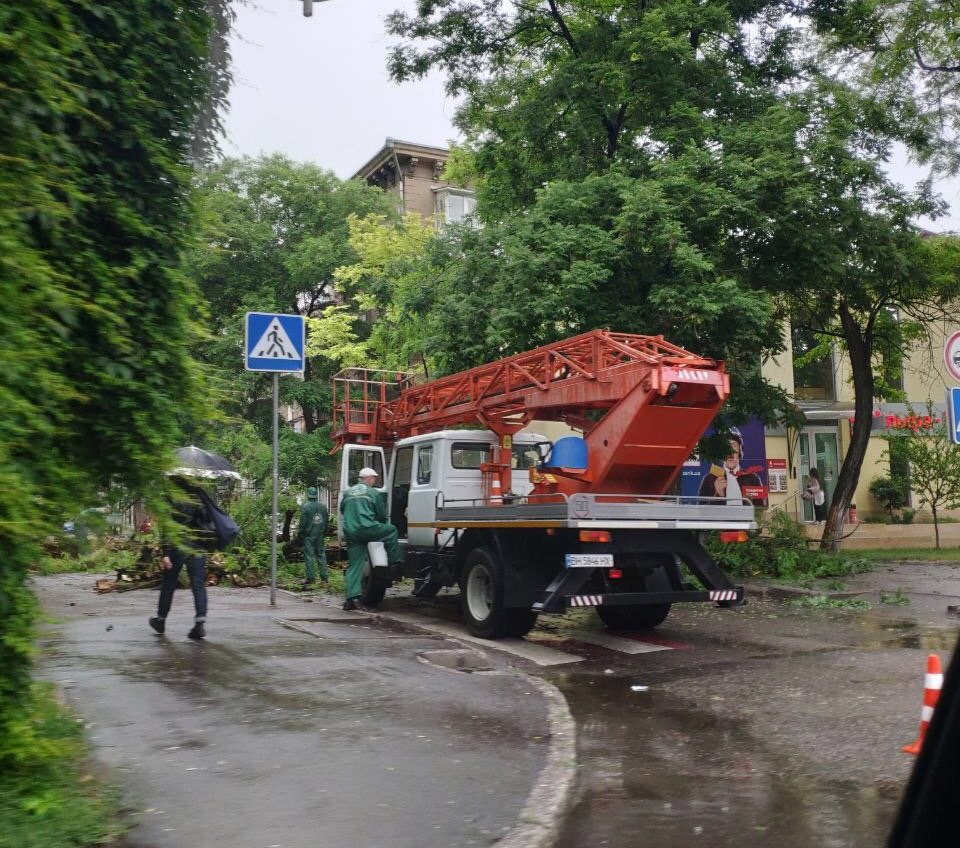 Последствия непогоды в Одессе: рухнуло несколько деревьев, из-за которых перекрыт проезд (фото) «фото»