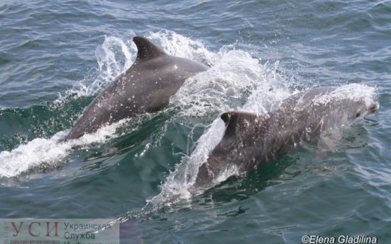 У побережья Черного моря насчитали по тысяче дельфинов трех видов (фото) «фото»