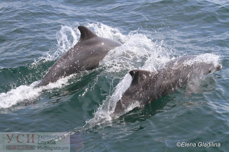 У побережья Черного моря насчитали по тысяче дельфинов трех видов (фото) «фото»