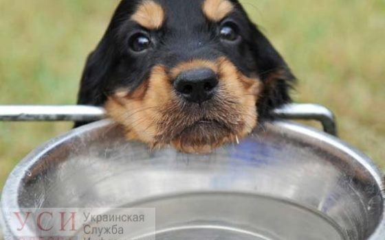 #Водуживотным: зоозащитники призывают спасать уличных котов и собак от жары «фото»