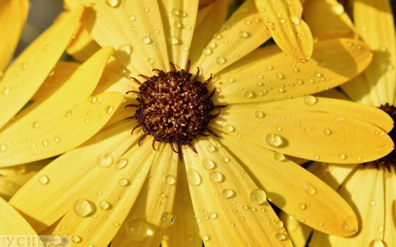 Начало недели в Одессе синоптики обещают дождливым, но теплым «фото»