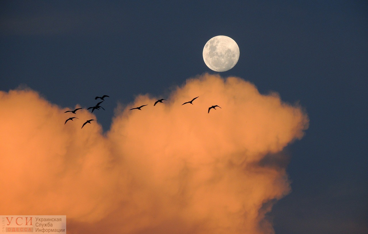 Редкое совпадение: будущая луна станет полной в полдень «фото»