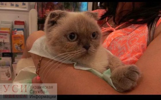 Неудачно выведен: “заводчики” выкинули на улицу породистого котенка, который родился больным (фото, документ) «фото»