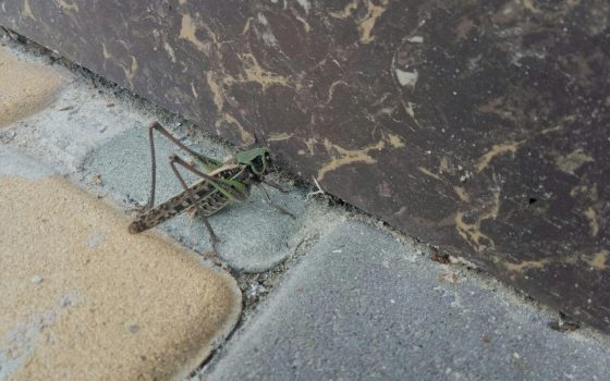 В Одессе нашествие гигантских кузнечиков (фото) «фото»