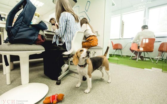 “Возьми собаку на работу”: в пятницу пройдет всеукраинская акция для четверолапых и их хозяев (фото) «фото»