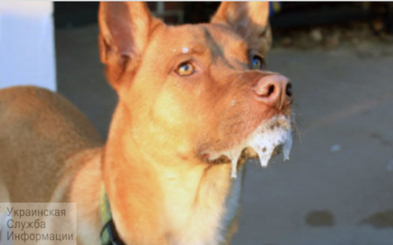 В селе Кошары Лиманского района ввели карантин из-за бешенства собаки «фото»