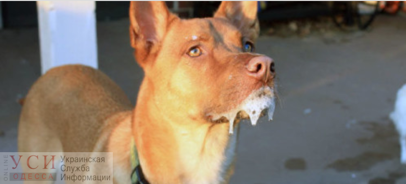 В селе Кошары Лиманского района ввели карантин из-за бешенства собаки «фото»