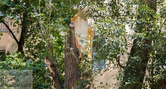 Дерево обрушилось у школы в центре Одессы и повредило три припаркованных автомобиля (видео) usionline.com Дерево обрушилось у школы в центре Одессы и повредило три припаркованных автомобиля (видео) «фото»