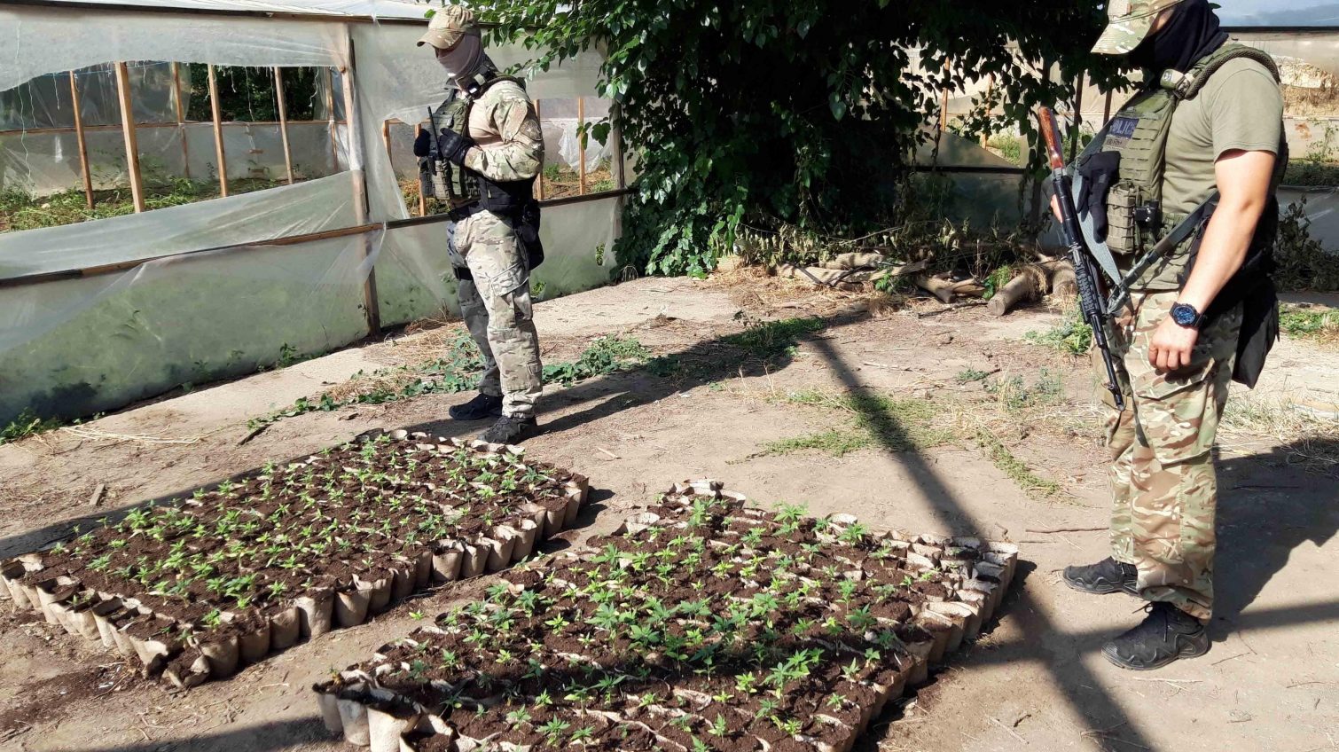 В Одесской области нашли 40 тонн конопли: плантацию уничтожили (фото) «фото»