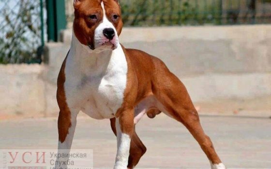 В Одессе на женщину напала бойцовская собака, пока хозяин животного выпивал на детской площадке (фото) «фото»