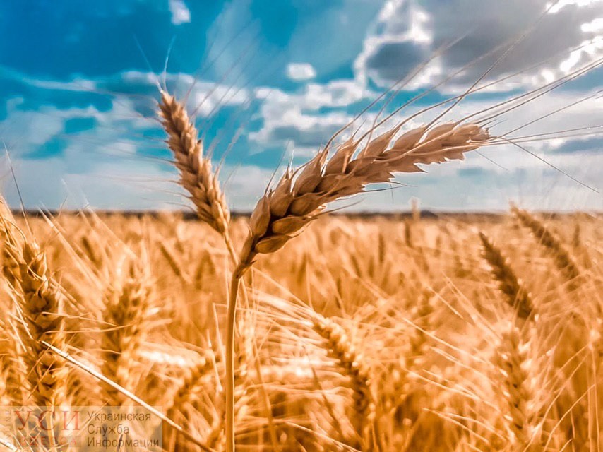 Аграрии собрали уже 23 миллиона тонн зерна нового урожая «фото»