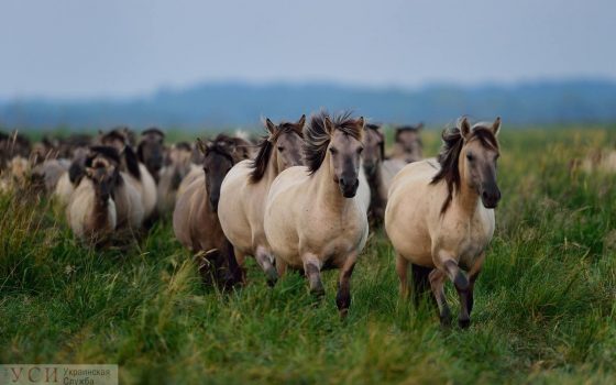 На остров в Одесской области поселят Гуцульских коней «фото»