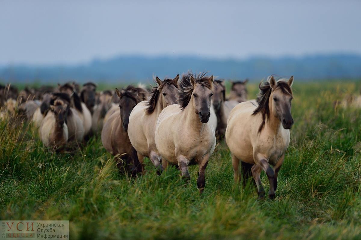 На остров в Одесской области поселят Гуцульских коней «фото»
