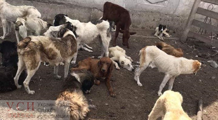 Морили голодом и били: под Одессой зоозащитники забрали у разводчиков 20 измученных породистых собак «фото»