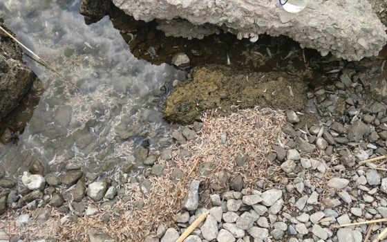 На Хаджибейском лимане из-за цветения водорослей снова массово гибнет рыба (фото) usionline.com На Хаджибейском лимане из-за цветения водорослей снова массово гибнет рыба (фото) «фото»