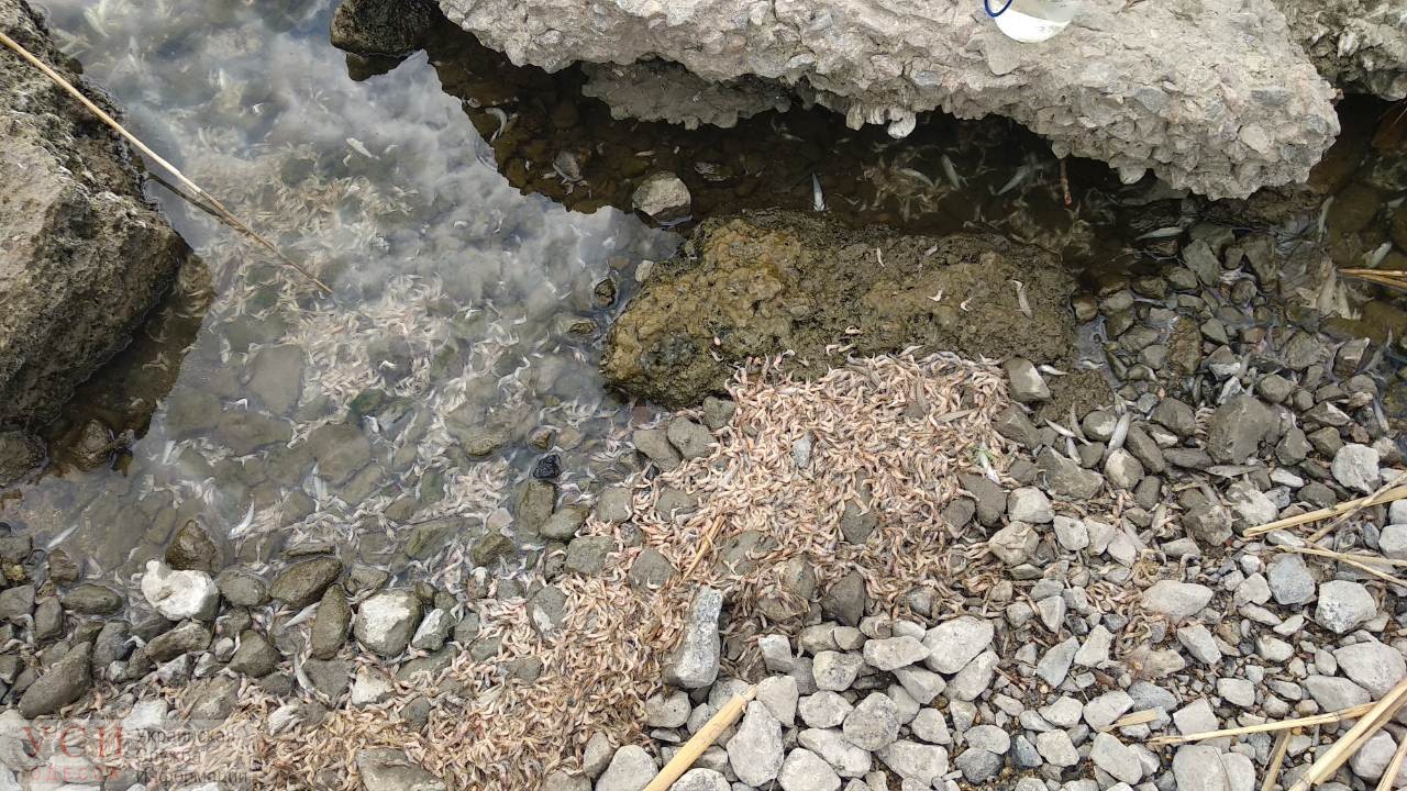 На Хаджибейском лимане из-за цветения водорослей снова массово гибнет рыба (фото) «фото»