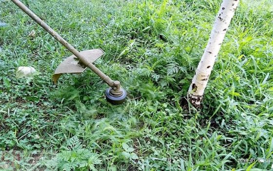 В Одессе продолжается борьба с амброзией (фото) «фото»