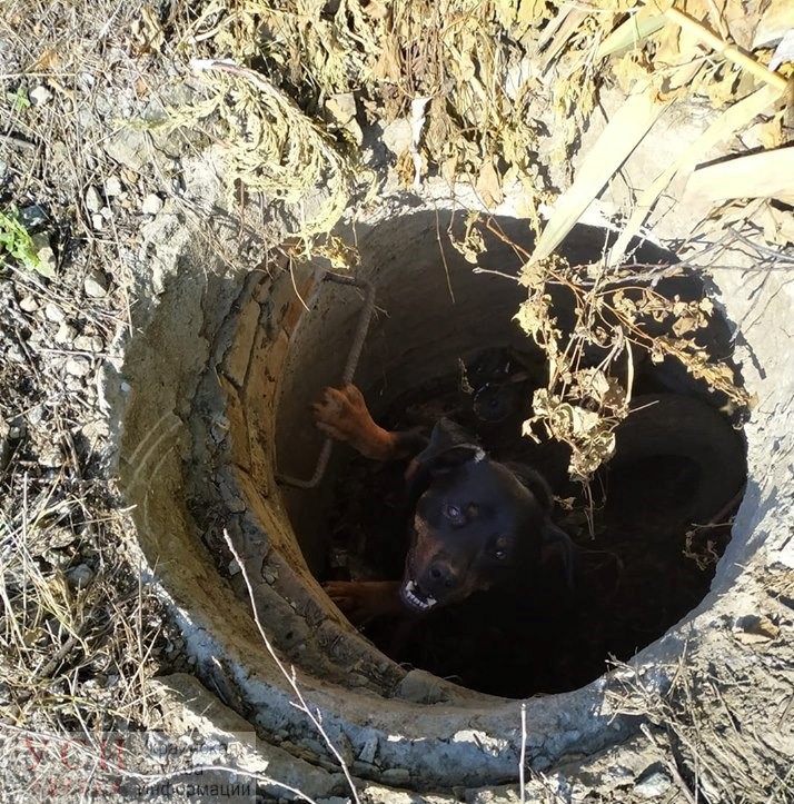 В Одесской области собака упала в колодец: животное доставали спасатели (фото) «фото»