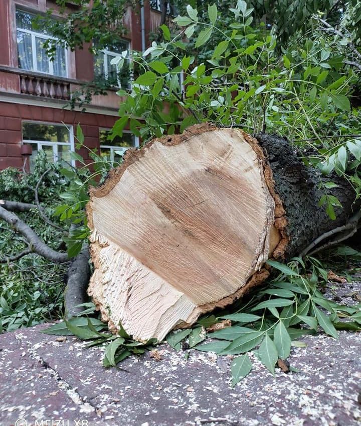 На Молдаванке по просьбе директора школы рубят здоровые деревья (фото) «фото»