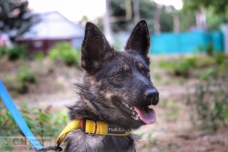 Спустя 8 месяцев Украине отдали собаку, которую захватили вместе с судами в Керченском проливе (фото) «фото»