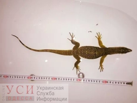 В центре Одессы от хозяина сбежал варан: рептилию ищут и предупреждают – она кусается «фото»
