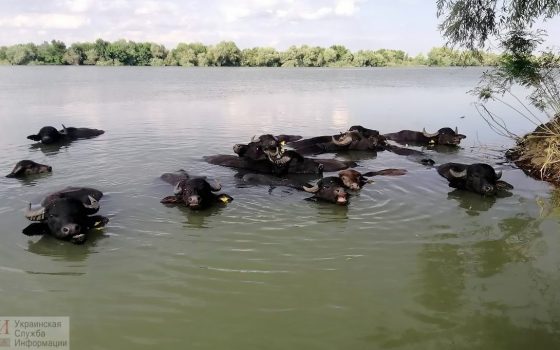 У водяных буйволов на острове в Одесской области пополнение (фото) «фото»