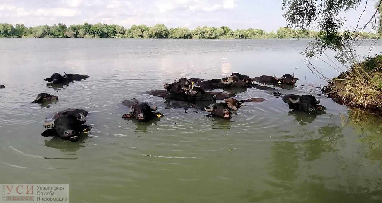 У водяных буйволов на острове в Одесской области пополнение (фото) «фото»