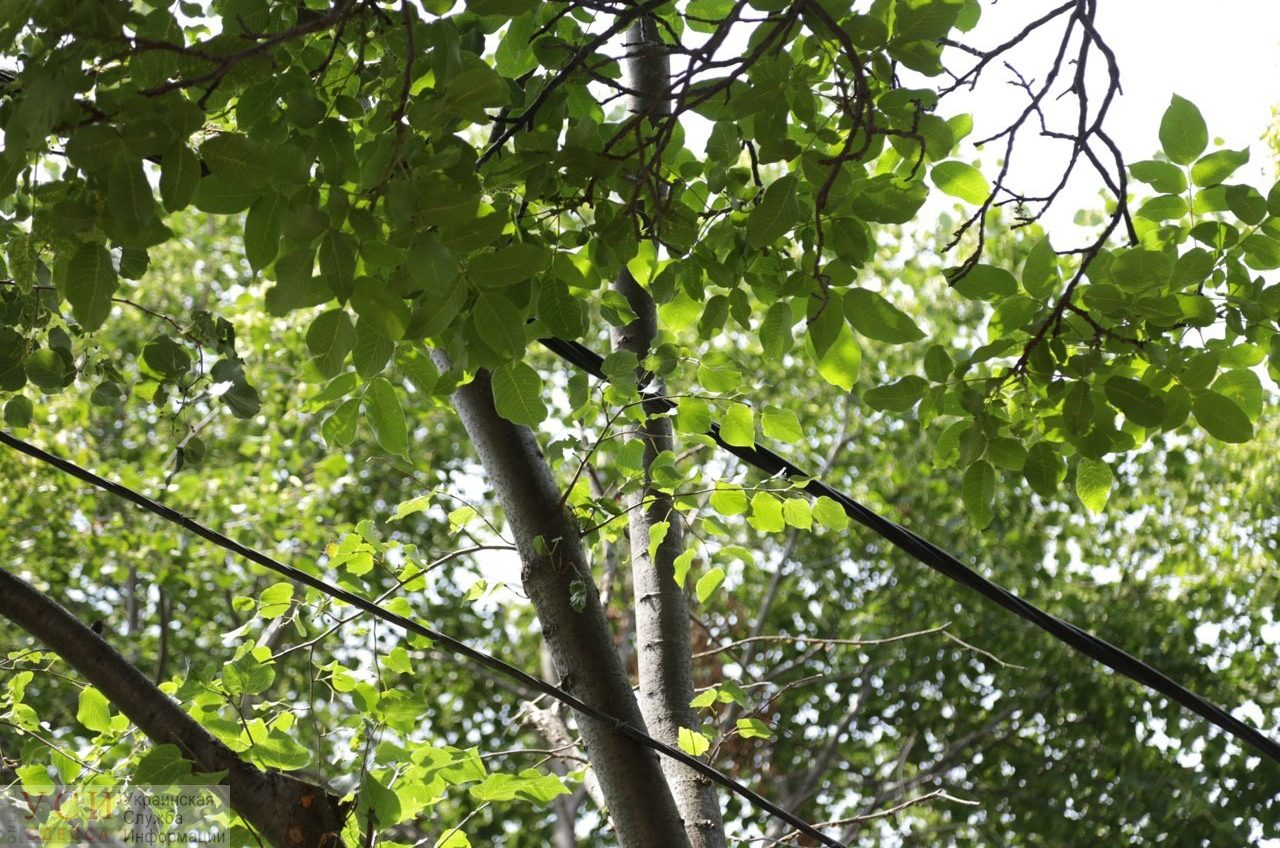Дерево на проводах: “Горзелентрест” и “Облэнерго” сваливают ответственность друг на друга (фото) ОБНОВЛЕНО «фото»
