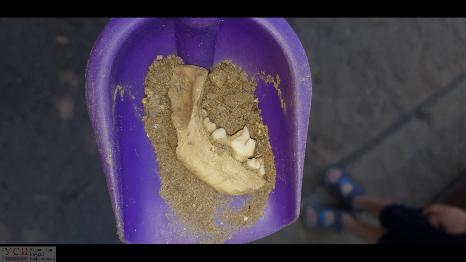 “Горзелентрест” завез песок с останками животных на детскую площадку на проспекте Шевченко (фото) «фото»