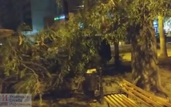 В парке Победы рухнула ветка, чудом не задев водителя кофемашины (видео) usionline.com В парке Победы рухнула ветка, чудом не задев водителя кофемашины (видео) «фото»