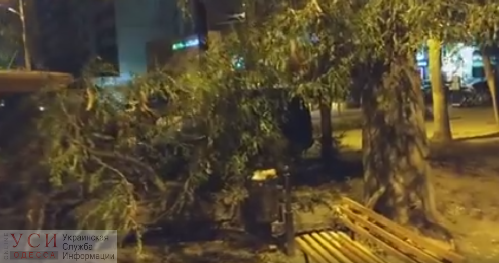 В парке Победы рухнула ветка, чудом не задев водителя кофемашины (видео) «фото»