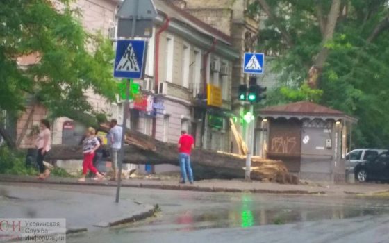 Шквальный ветер повалил несколько деревьев в Одессе (фото) «фото»