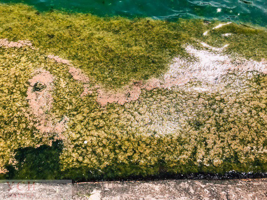 На 14-й Фонтана снова позеленела вода: эколог прогонозирует новое скопление водорослей на побережье (фото) «фото»