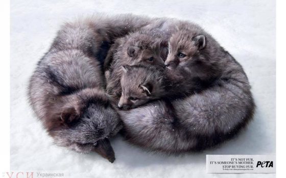 “Это не мех, а мама”: одесситы выйдут на Всеукраинский марш за права животных «фото»