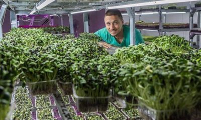 Одессит успешно выращивает микрозелень в подвале жилого дома (фото, видео) «фото»
