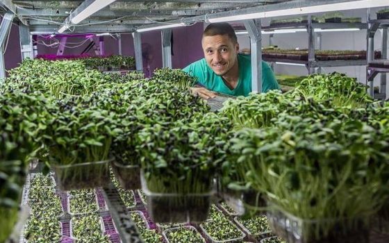 Одессит успешно выращивает микрозелень в подвале жилого дома (фото, видео) «фото»