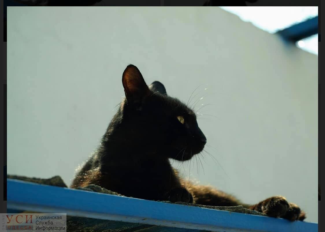 Коты из колонии могут стать бездомными, если для животных не найдут дом – волонтеры (фото) «фото»