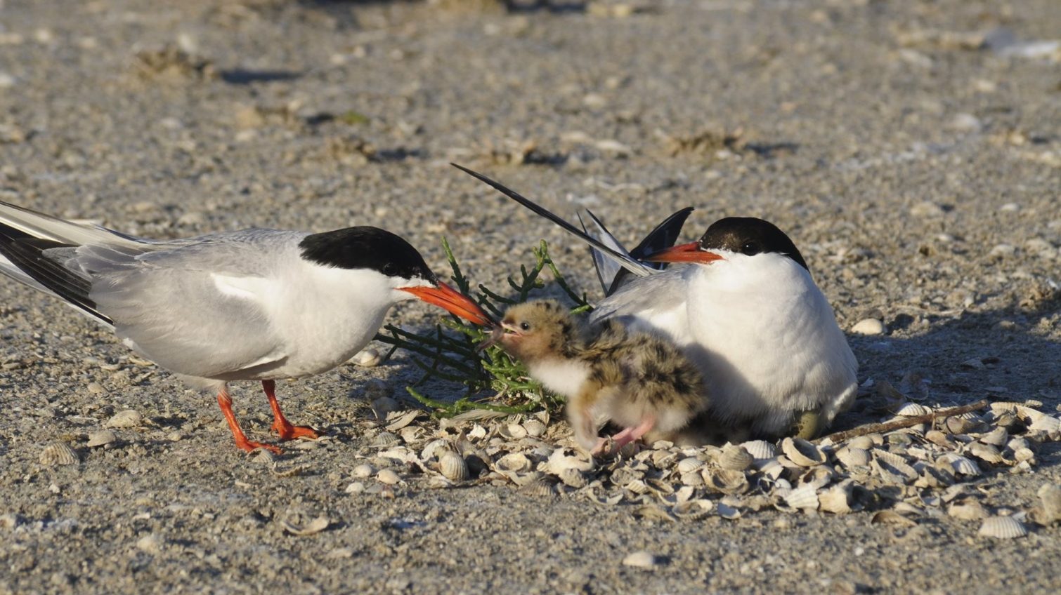 Благодаря соединительному каналу на Тилигульском лимане разрастаются колонии птиц (фото) «фото»