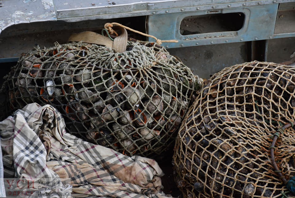 Браконьеры пробрались в Одесский порт и собрали целую лодку мидий и рапанов: их задержал спецназ (фото) «фото»