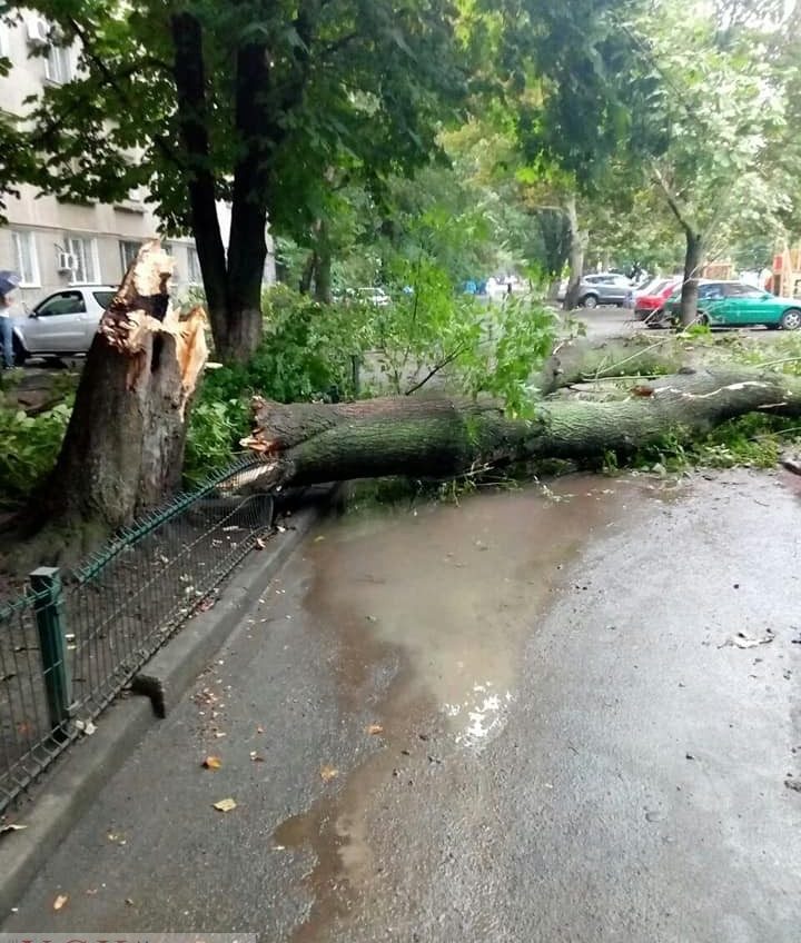 Стихия в Одессе повалила деревья (фото) «фото»