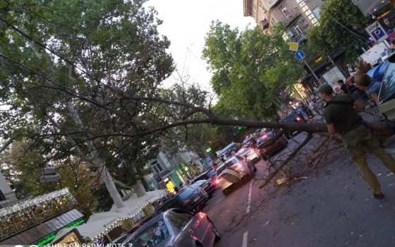 В центре Одессы упавшая ветка оборвала электропровода и заблокировала движение (фото) «фото»