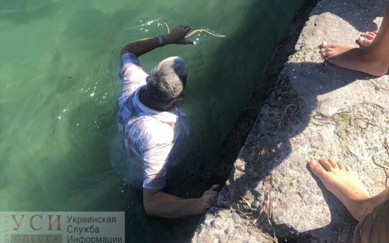 Директор Одесского зоопарка нырнул в море за змеей на 15-й станции Фонтана (фото) «фото»