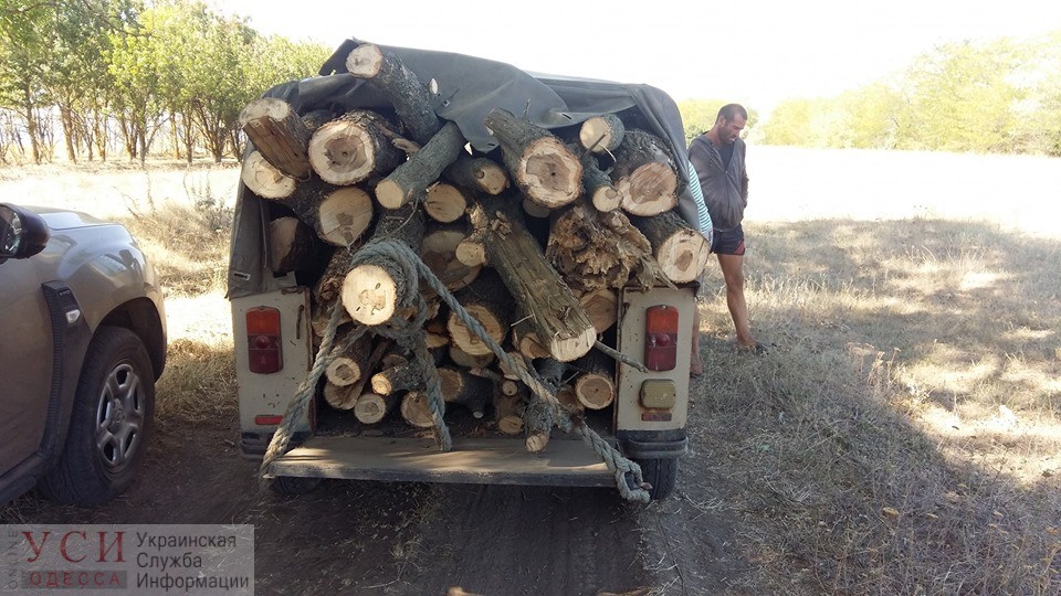 Под Одессой местные жители вырубили деревья в заповедной зоне (фото) «фото»
