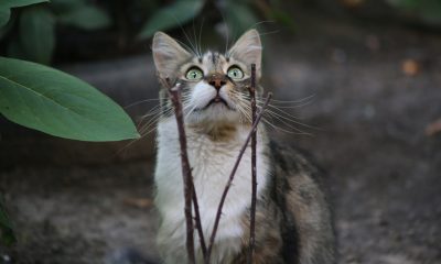 Всемирный день котов: чем живут одесские четырехлапые (фото, видео) «фото»