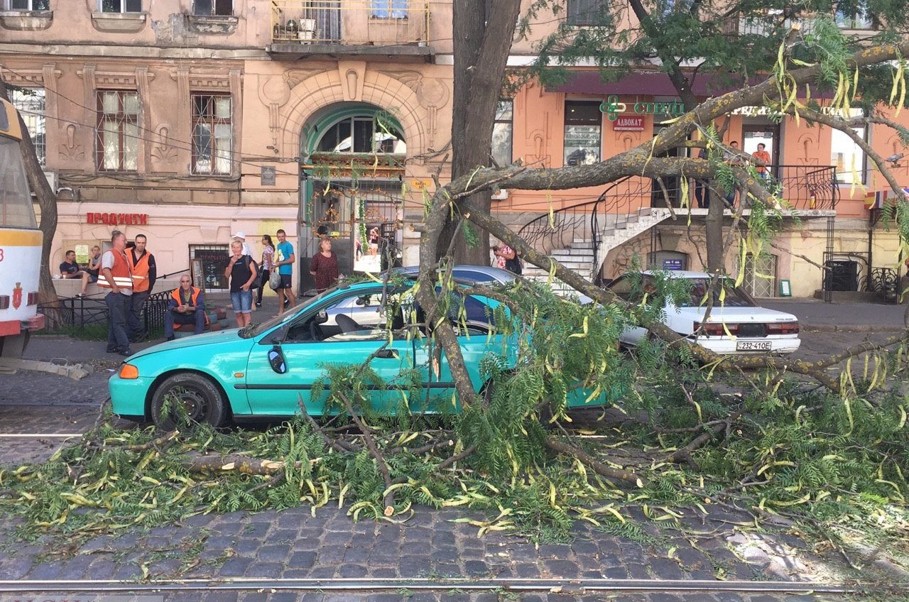 Упавшее дерево парализовало движение трамваев в центре Одессы (фото) «фото»